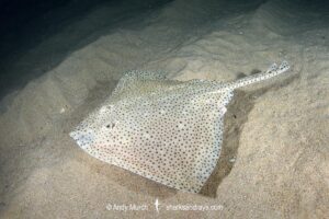 Blonde Skate aka Blonde Ray, Raja brachyura. Tossa De Mar, Spain, Mediterranean Sea.