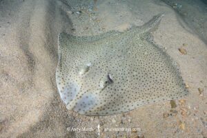 Blonde Skate aka Blonde Ray, Raja brachyura. Tossa De Mar, Spain, Mediterranean Sea.