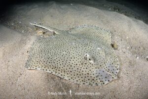 Blonde Skate aka Blonde Ray, Raja brachyura. Tossa De Mar, Spain, Mediterranean Sea.