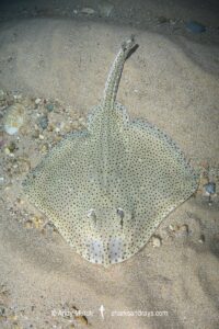 Blonde Skate aka Blonde Ray, Raja brachyura. Tossa De Mar, Spain, Mediterranean Sea.