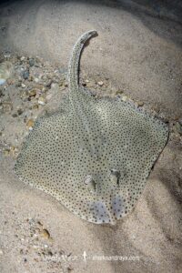 Blonde Skate aka Blonde Ray, Raja brachyura. Tossa De Mar, Spain, Mediterranean Sea.