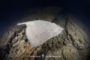 Blonde Skate aka Blonde Ray, Raja brachyura. Tossa De Mar, Spain, Mediterranean Sea.