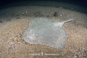 Blonde Skate aka Blonde Ray, Raja brachyura. Tossa De Mar, Spain, Mediterranean Sea.