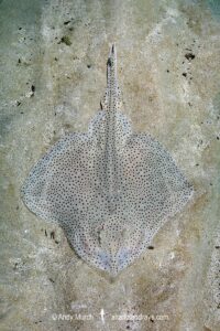 Blonde Skate aka Blonde Ray, Raja brachyura. Tossa De Mar, Spain, Mediterranean Sea.