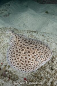 Brownspotted Torpedo Ray, Torpedo sp. An undescribed torpedo ray from West Africa. Meoune Reef, Dakar, Senegal, Eastern Atlantic Ocean.