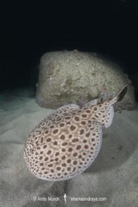 Brownspotted Torpedo Ray, Torpedo sp. An undescribed torpedo ray from West Africa. Meoune Reef, Dakar, Senegal, Eastern Atlantic Ocean.