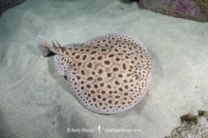 Brownspotted Torpedo Ray, Torpedo sp. An undescribed torpedo ray from West Africa. Meoune Reef, Dakar, Senegal, Eastern Atlantic Ocean.