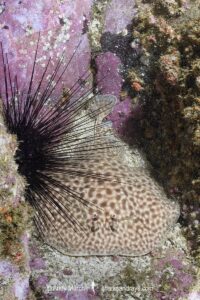 Brownspotted Torpedo Ray, Torpedo sp. An undescribed torpedo ray from West Africa. Meoune Reef, Dakar, Senegal, Eastern Atlantic Ocean.