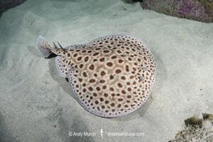 Brownspotted Torpedo Ray, Torpedo sp. An undescribed torpedo ray from West Africa. Meoune Reef, Dakar, Senegal, Eastern Atlantic Ocean.