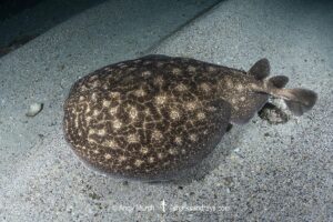 Rosette Torpedo Ray, Torpedo bauchotae. N'gor Bay, Dakar, Senegal, West Africa, eastern Atlantic Ocean.