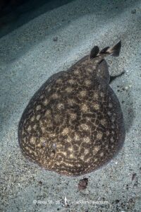 Rosette Torpedo Ray, Torpedo bauchotae. N'gor Bay, Dakar, Senegal, West Africa, eastern Atlantic Ocean.