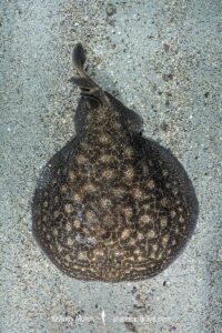 Rosette Torpedo Ray, Torpedo bauchotae. N'gor Bay, Dakar, Senegal, West Africa, eastern Atlantic Ocean.