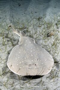 West African Torpedo Ray, Torpedo mackayana. Aka Ringed Torpedo or Mackay's Torpedo. Ngor Bay, Dakar, Senegal, West Africa, Eastern Atlantic Ocean.
