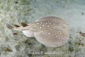 West African Torpedo Ray, Torpedo mackayana. Aka Ringed Torpedo or Mackay's Torpedo. Ngor Bay, Dakar, Senegal, West Africa, Eastern Atlantic Ocean.