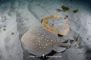 West African Torpedo Ray, Torpedo mackayana. Aka Ringed Torpedo or Mackay's Torpedo. Ngor Bay, Dakar, Senegal, West Africa, Eastern Atlantic Ocean.