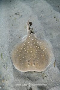 West African Torpedo Ray, Torpedo mackayana. Aka Ringed Torpedo or Mackay's Torpedo. Ngor Bay, Dakar, Senegal, West Africa, Eastern Atlantic Ocean.