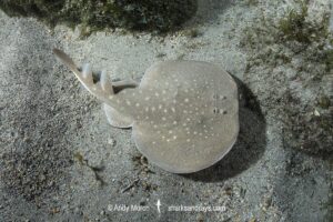 West African Torpedo Ray, Torpedo mackayana. Aka Ringed Torpedo or Mackay's Torpedo. Ngor Bay, Dakar, Senegal, West Africa, Eastern Atlantic Ocean.