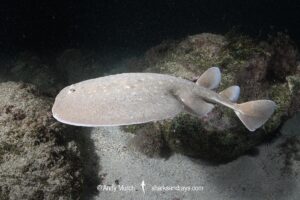 West African Torpedo Ray, Torpedo mackayana. Aka Ringed Torpedo or Mackay's Torpedo. Ngor Bay, Dakar, Senegal, West Africa, Eastern Atlantic Ocean.