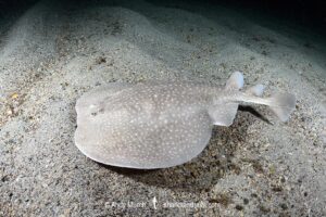 West African Torpedo Ray, Torpedo mackayana. Aka Ringed Torpedo or Mackay's Torpedo. Ngor Bay, Dakar, Senegal, West Africa, Eastern Atlantic Ocean.