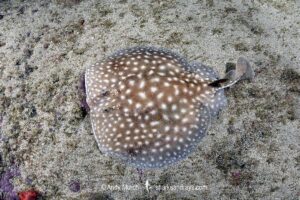 Whitespotted Torpedo Ray, Torpedo sp. juvenile. An undescribed torpedo species from West Africa. Meoune Reef, Senegal, Eastern Atlantic.