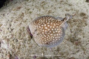 Whitespotted Torpedo Ray, Torpedo sp. juvenile. An undescribed torpedo species from West Africa. Meoune Reef, Senegal, Eastern Atlantic.