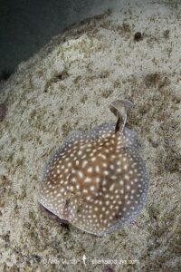 Whitespotted Torpedo Ray, Torpedo sp. juvenile. An undescribed torpedo species from West Africa. Meoune Reef, Senegal, Eastern Atlantic.
