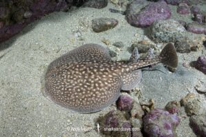 Whitespotted Torpedo Ray, Torpedo sp. An undescribed torpedo species from West Africa. Meoune Reef, Senegal, Eastern Atlantic.