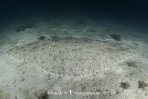Backwater Butterfly Ray, Gymnura natalensis. Aka Diamond Ray. Long Beach, Simonstown, False Bay, South Africa, Atlantic Ocean.
