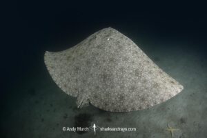 Backwater Butterfly Ray, Gymnura natalensis. Aka Diamond Ray. Long Beach, Simonstown, False Bay, South Africa, Atlantic Ocean.