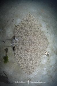Backwater Butterfly Ray, Gymnura natalensis. Aka Diamond Ray. Long Beach, Simonstown, False Bay, South Africa, Atlantic Ocean.