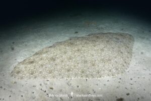 Backwater Butterfly Ray, Gymnura natalensis. Aka Diamond Ray. Long Beach, Simonstown, False Bay, South Africa, Atlantic Ocean.