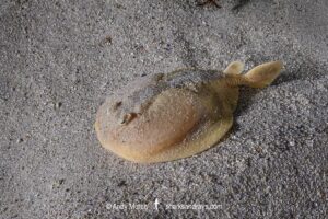 Onefin Electric Ray, Narke capensis. Aka Cape Numbfish or Cape Sleeper Ray. Millers Point, False Bay, South Africa, Atlantic Ocean.