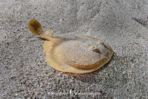 Onefin Electric Ray, Narke capensis. Aka Cape Numbfish or Cape Sleeper Ray. Millers Point, False Bay, South Africa, Atlantic Ocean.