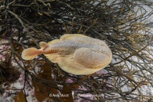 Onefin Electric Ray, Narke capensis. Aka Cape Numbfish or Cape Sleeper Ray. Millers Point, False Bay, South Africa, Atlantic Ocean.