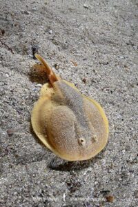 Onefin Electric Ray, Narke capensis. Aka Cape Numbfish or Cape Sleeper Ray. Millers Point, False Bay, South Africa, Atlantic Ocean.