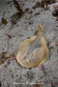 Onefin Electric Ray, Narke capensis. Aka Cape Numbfish or Cape Sleeper Ray. Millers Point, False Bay, South Africa, Atlantic Ocean.