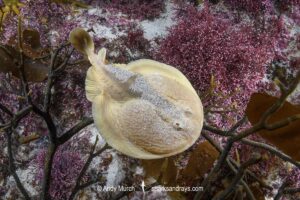 Onefin Electric Ray, Narke capensis. Aka Cape Numbfish or Cape Sleeper Ray. Millers Point, False Bay, South Africa, Atlantic Ocean.