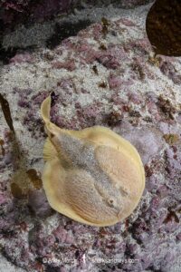 Onefin Electric Ray, Narke capensis. Aka Cape Numbfish or Cape Sleeper Ray. Millers Point, False Bay, South Africa, Atlantic Ocean.