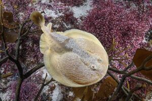 Onefin Electric Ray, Narke capensis. Aka Cape Numbfish or Cape Sleeper Ray. Millers Point, False Bay, South Africa, Atlantic Ocean.