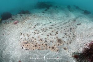 Clouded Angelshark, Squatina nebulosa. Boso Peninsula, Honshu, Japan, Pacific Ocean.
