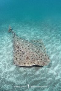 Clouded Angelshark, Squatina nebulosa. Boso Peninsula, Honshu, Japan, Pacific Ocean.
