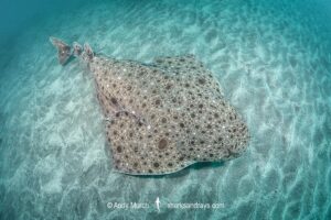 Clouded Angelshark, Squatina nebulosa. Boso Peninsula, Honshu, Japan, Pacific Ocean.