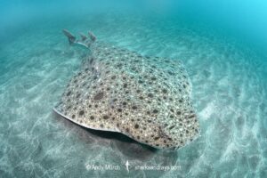 Clouded Angelshark, Squatina nebulosa. Boso Peninsula, Honshu, Japan, Pacific Ocean.