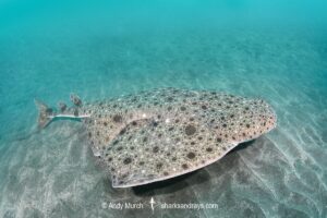 Clouded Angelshark, Squatina nebulosa. Boso Peninsula, Honshu, Japan, Pacific Ocean.