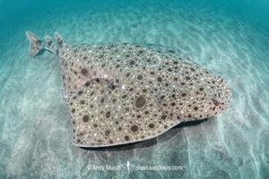 Clouded Angelshark, Squatina nebulosa. Boso Peninsula, Honshu, Japan, Pacific Ocean.