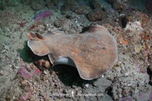 Coffin Ray, Hypnos monopterygius, aka Numb Ray. Broughton Island, Port Stephens, New South Wales, Australia.