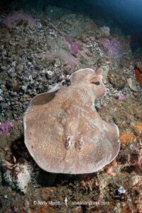 Coffin Ray, Hypnos monopterygius, aka Numb Ray. Broughton Island, Port Stephens, New South Wales, Australia.