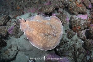 Coffin Ray, Hypnos monopterygius, aka Numb Ray. Broughton Island, Port Stephens, New South Wales, Australia.