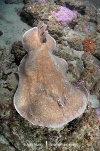 Coffin Ray, Hypnos monopterygius, aka Numb Ray. Broughton Island, Port Stephens, New South Wales, Australia.