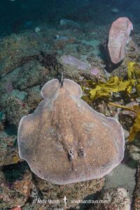 Coffin Ray, Hypnos monopterygius, aka Numb Ray. Broughton Island, Port Stephens, New South Wales, Australia.